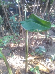 Heliconia rostrata