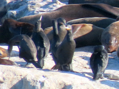 iNaturalist image
