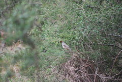 Callipepla gambelii