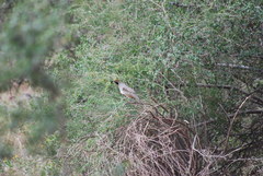 Callipepla gambelii