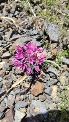 Allium oreophilum, photograph Svyatoslav Knyazev, CC BY, iNaturalist via GBIF