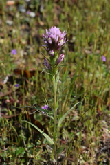 Castilleja densiflora densiflora