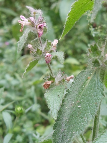 Stachys alpina, photograph 3