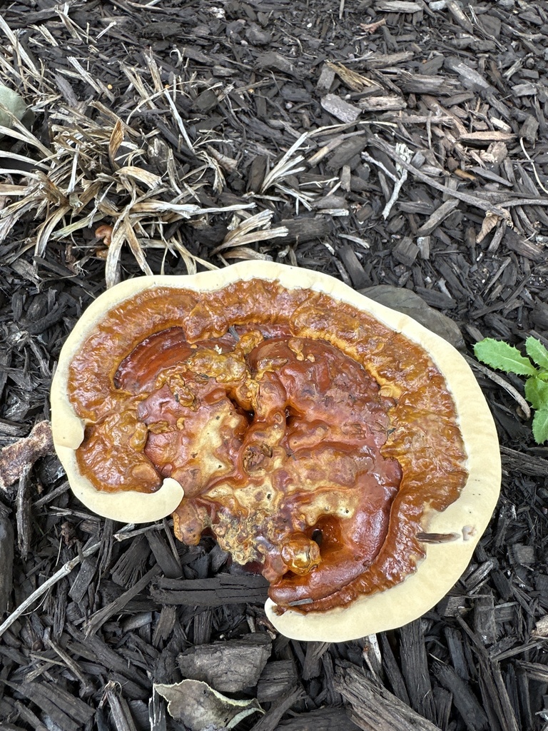 Ganoderma sessile · July 2026 · photo: Photo: (c) Annie Evankow, some rights reserved (CC BY) · iNaturalist