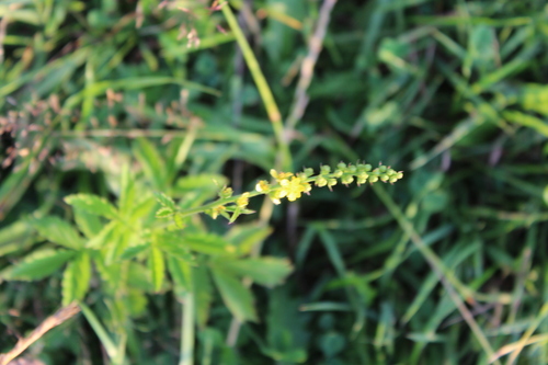 Hairy Agrimony