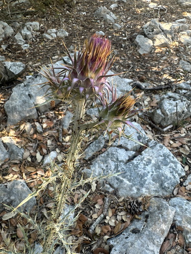 Onopordum illyricum