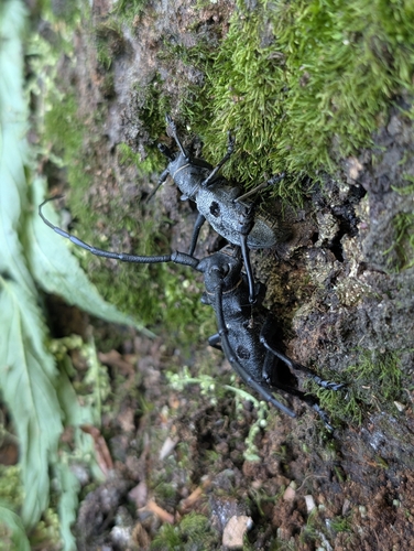 Morimus funereus