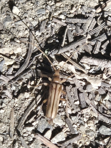 iNaturalist observation photo of Ortholeptura valida