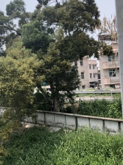 Acacia confusa