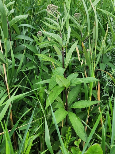 spotted Joe-Pye weed