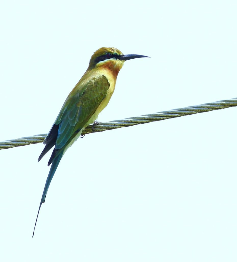 Blue-tailed Bee-eater (Birds of Timor-Leste) · iNaturalist