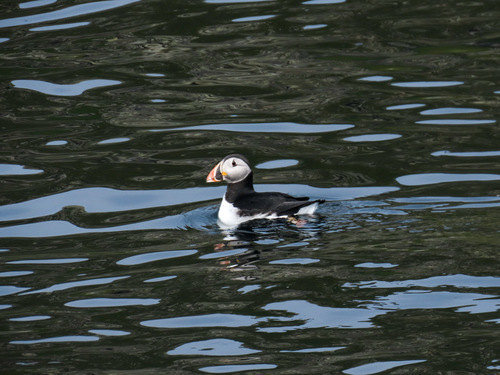 Atlantic Puffin