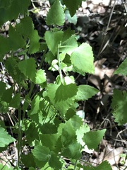 Fleischmannia incarnata