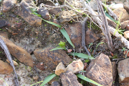 Wurmbea glassii (Wurmbea glassii)