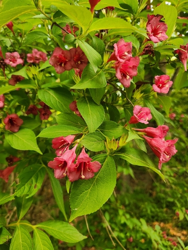 Old Fashioned Weigela