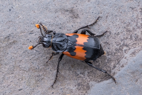 Nicrophorus oberthuri