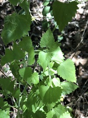 Fleischmannia incarnata