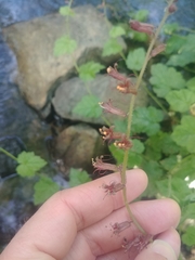 Tolmiea diplomenziesii