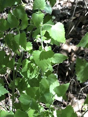 Fleischmannia incarnata