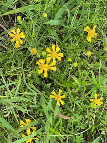 Bitterweed