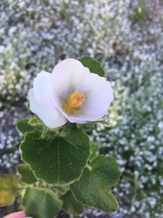 Malacothamnus lucianus