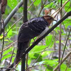 Dromococcyx pavoninus