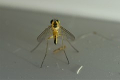 Amblypsilopus dorsalis