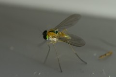 Amblypsilopus dorsalis