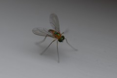 Amblypsilopus dorsalis