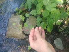 Tolmiea diplomenziesii
