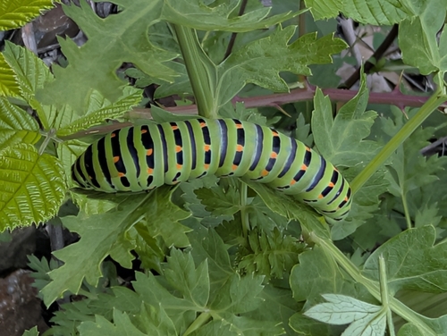 Old World Swallowtail