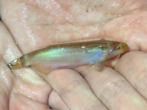 Marbled catfish (Helogenes marmoratus) — Cetopsidae — 3