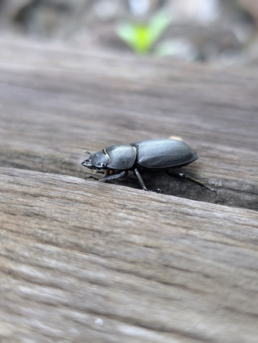 Lesser Stag Beetle