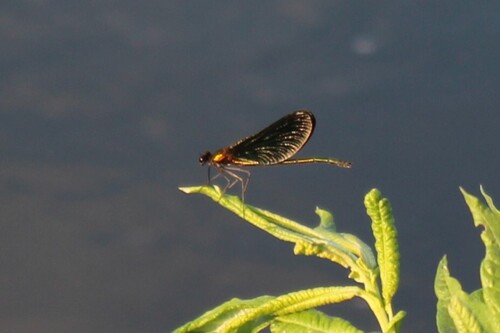 Calopteryx japonica