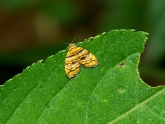 Choreutis amethystodes