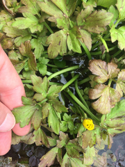 Ranunculus hispidus caricetorum