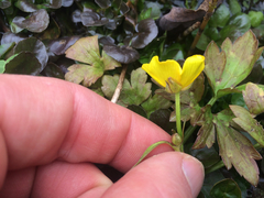 Ranunculus hispidus caricetorum