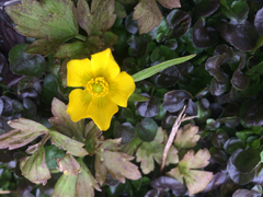 Ranunculus hispidus caricetorum