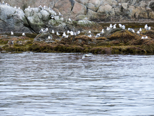 Black-legged Kittiwake