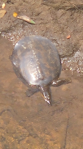Spiny Softshell