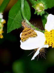 Choreutis amethystodes
