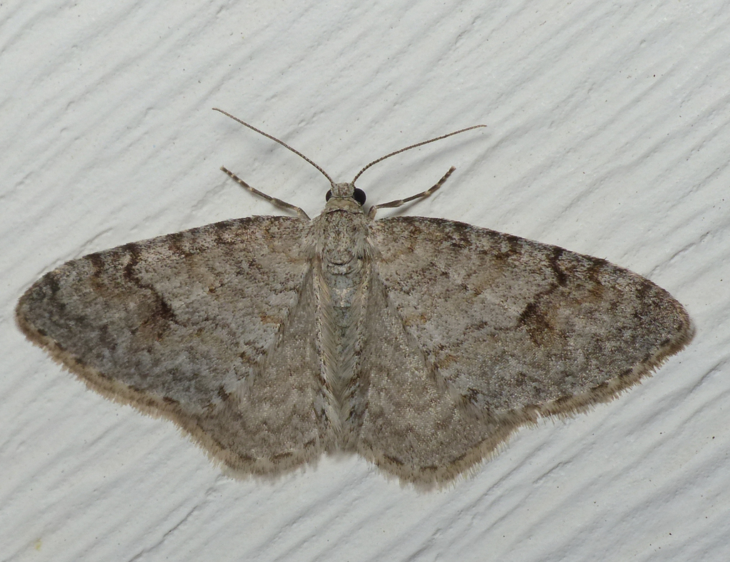 Brown-shaded Carpet