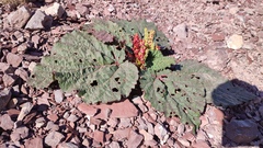 Rheum spiciforme