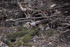 Tamiasciurus hudsonicus