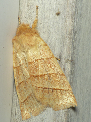 Pyreferra citrombra