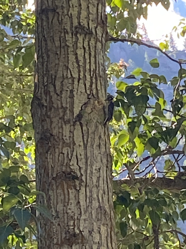 iNaturalist observation photo of Hairy Woodpecker