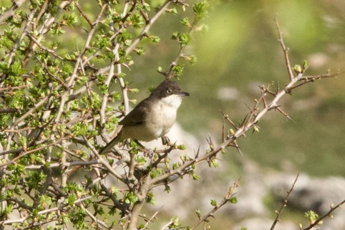 Fauvette orphée
