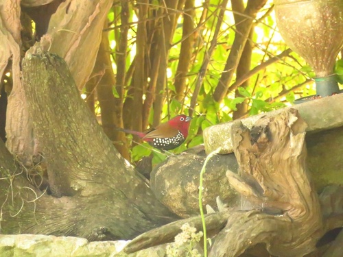 Red-throated Twinspot