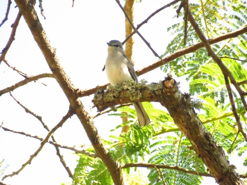 Gray Tit-Flycatcher