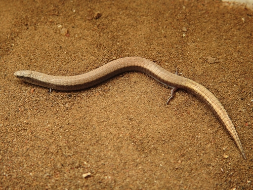 Nothobachia, Nothobachia ablephara